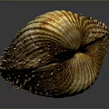 Close Up Of Shellfish With Yellowish Brown Striped Shell Spiky Edges On Dark Background