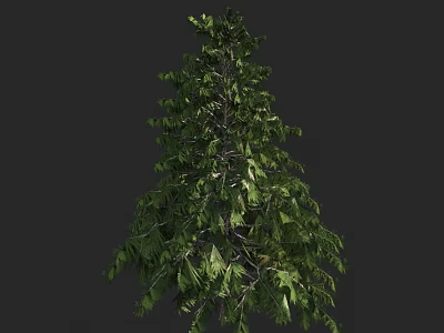 Tall Arbor With Lush Green Leaves And Strong Trunk In Natural Setting 3d model