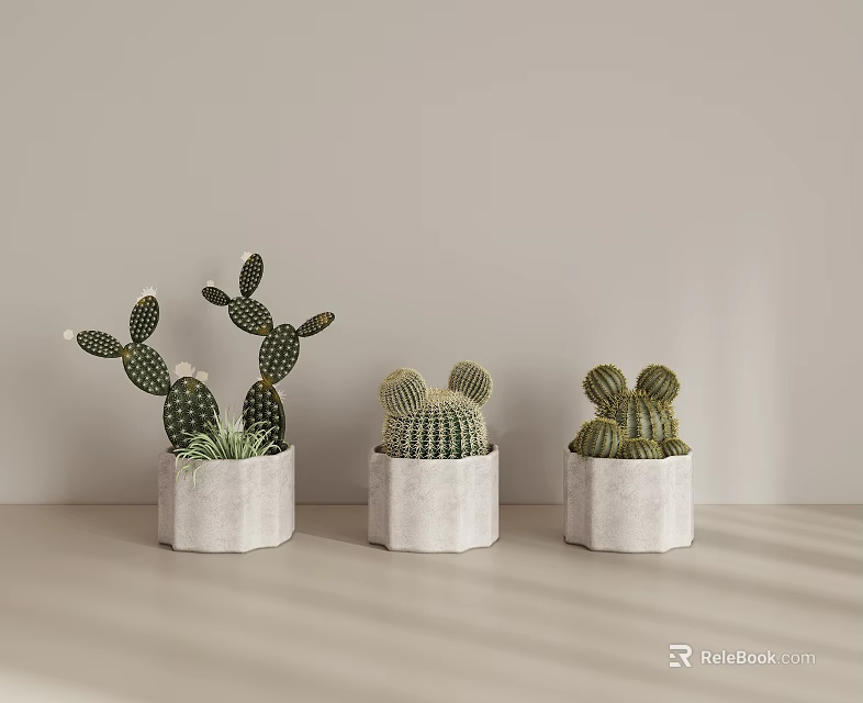Succulent Plants In White Concrete Planters On Light Colored Table With Cactus Varieties 3d model