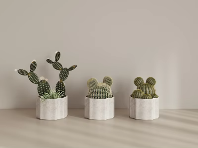 Succulent Plants In White Concrete Planters On Light Colored Table With Cactus Varieties 3d model