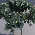 Tall Tree With Slender Trunk Lush Green Leaves And Evenly Distributed Branches 3d model