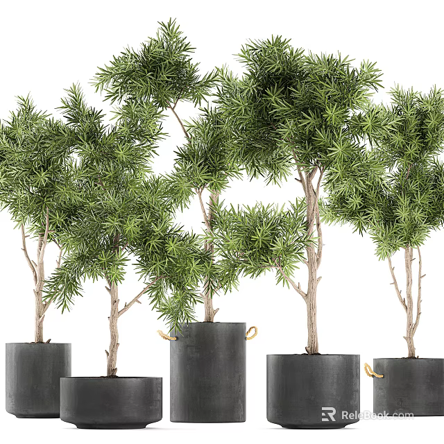 Bonsai Potted Plants With Lush Green Foliage And Slender Trunks In Black Planters 3d model 