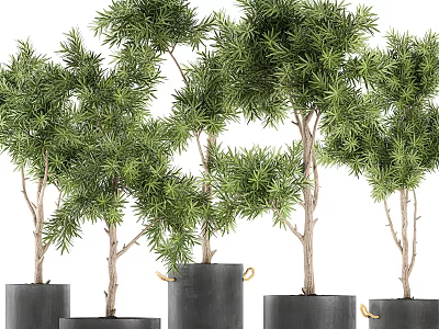 Bonsai Potted Plants With Lush Green Foliage And Slender Trunks In Black Planters 3d model