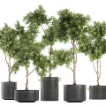 Bonsai Potted Plants With Lush Green Foliage And Slender Trunks In Black Planters