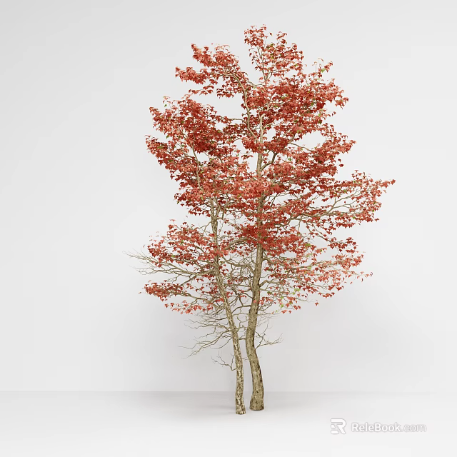 Deciduous Arbor With Vibrant Red Leaves And Brown Trunks In Autumn 3d model 