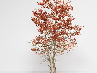 Deciduous Arbor With Vibrant Red Leaves And Brown Trunks In Autumn 3d model