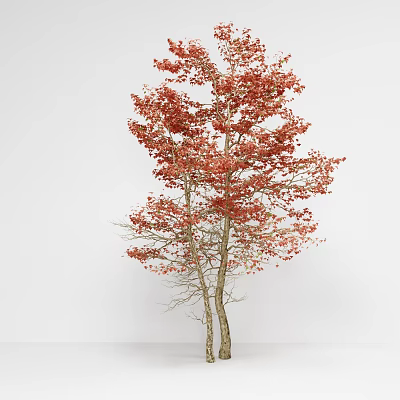 Deciduous Arbor With Vibrant Red Leaves And Brown Trunks In Autumn 3d model