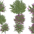 Colorful Flowering Shrubs Featuring Purple Blooms Green Foliage And Various Shapes For Garden Landscaping