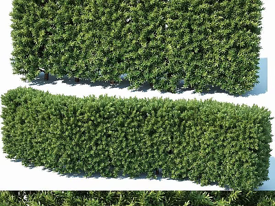 Well Trimmed Green Shrub Hedge For Garden Landscape Design And Decoration 3d model