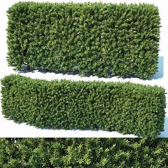 modern shrub hedgerow 3d model