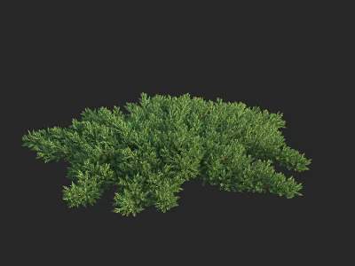Green Bush Plant With Lush Dense Foliage In Irregular Shape Against Black Background 3d model