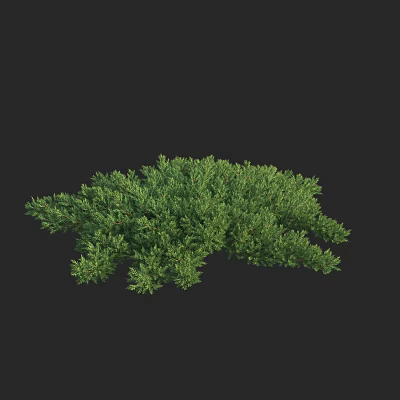 Green Bush Plant With Lush Dense Foliage In Irregular Shape Against Black Background 3d model