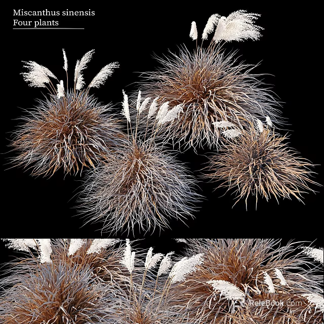 Clumps Of Decorative Ornamental Grasses With Feathery Plumes In Brown Gray And White 3d model 