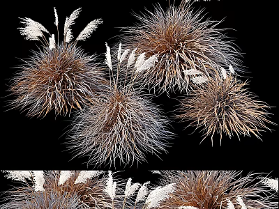 Clumps Of Decorative Ornamental Grasses With Feathery Plumes In Brown Gray And White 3d model
