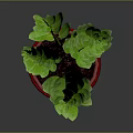 Fresh Green Leafy Plant in Red Pot for Indoor Home Decoration