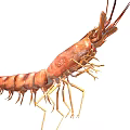 Fresh Brown Shrimp An Aquatic Animal With Long Antennae And Legs