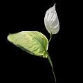 Tropical Plant With White Spathe Yellow Spadix And Green Leaves Isolated On Black Background