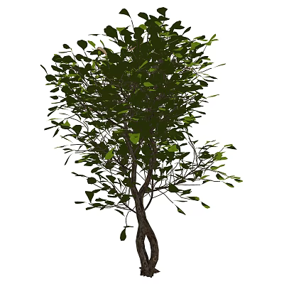 Lush Green Shrub With Dense Foliage And Healthy Branches In Garden 3d model