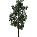 green tree 3d model