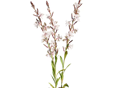 Fresh White Flowers With Green Stems And Leaves In Natural Setting 3d model