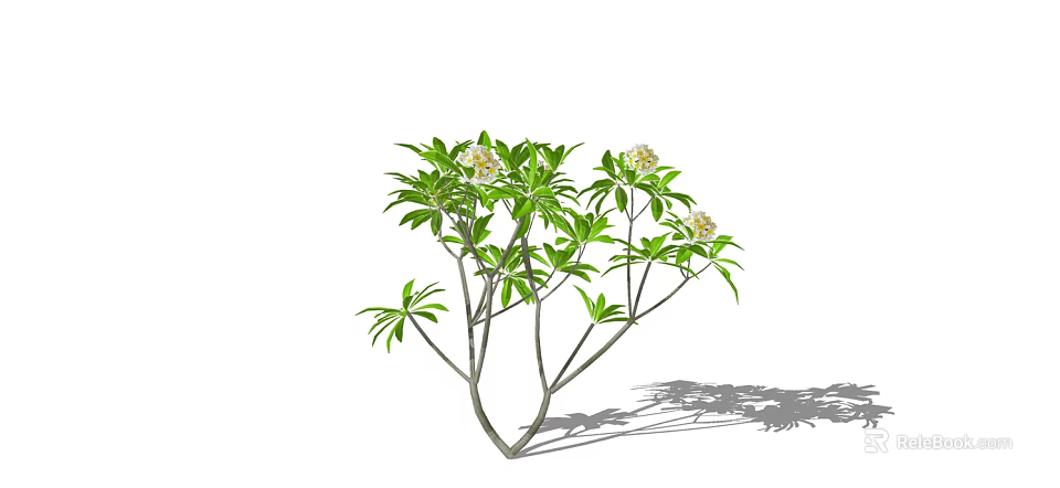 Fresh Green Leaf Arbor With Blooming White Flowers And Branch Shadows 3d model 