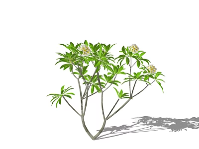 Fresh Green Leaf Arbor With Blooming White Flowers And Branch Shadows 3d model