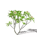 Fresh Green Leaf Arbor With Blooming White Flowers And Branch Shadows