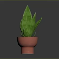 Indoor Green Plant with Striped Long Leaves in Red Terracotta Pot for Home Decor