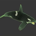 Orca Aquatic Animal With Black And White Coloration Dorsal Fin And Open Mouth