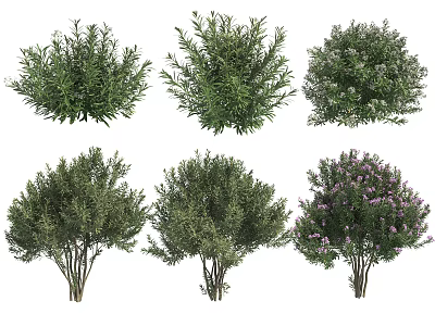 Various Shrub Types With Green Leaves And Purple Flower Clusters 3d model