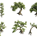 Various Bonsai Plants With Different Shapes Green Foliage And Root Structures 3d model