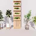 Bonsai Potted Plants Display With Wooden Shelf And Various Greenery Planters