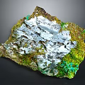 Small Lizard Resting On Moss Covered Rock With Green Lichens