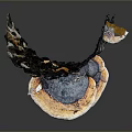 Fresh Organic Edible Mushrooms Growing On Natural Tree Trunk With Earthy Texture