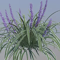 Decorative Plant With Green Leaves White Stripes And Purple Flower Spikes