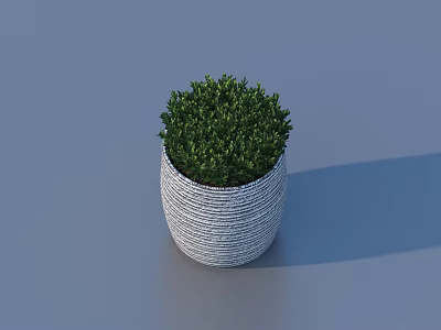 Potted Bonsai Plant with Woven Texture Ceramic Pot and Lush Green Foliage on Blue Background 3d model