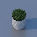Potted Bonsai Plant with Woven Texture Ceramic Pot and Lush Green Foliage on Blue Background