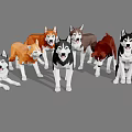 Cute Husky Dogs In Different Colors Standing Together On Gray Background