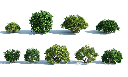 Modern shrubs 3d model