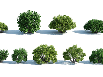 Modern shrubs 3d model