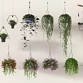 Indoor Decorative Hanging Basket Plants With Colorful Flowers And Trailing Leaves