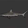 Detailed Shark Figure With Pointed Dorsal Fin Grey Skin And Shiny Reflections