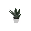 Three Green Succulent Potted Plants in White Pots on Light Gray Background 3d model