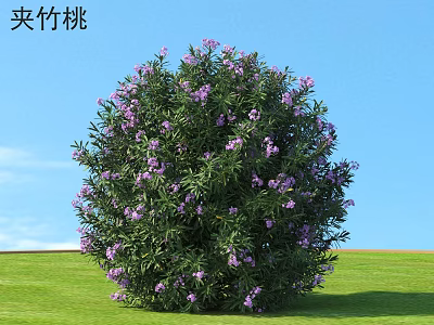Oleander Shrub with Purple Flowers and Green Leaves on Green Grass Against Blue Sky 3d model