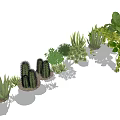 Various Bonsai Potted Plants with Cactus Succulents and Lush Green Foliage