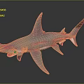 Hammerhead Shark 3D Model With Open Mouth Sharp Teeth And Reflective Surface