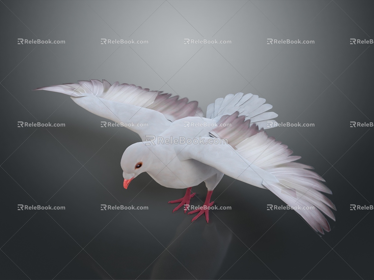 Pigeon Edible Pigeon Play Pigeon Racing Pigeon Military Pigeon Experimental Pigeon Wild Pigeon Rock Pigeon Raw Pigeon 3d model