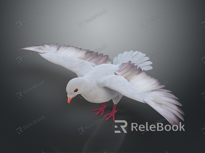 Pigeon Edible Pigeon Play Pigeon Racing Pigeon Military Pigeon Experimental Pigeon Wild Pigeon Rock Pigeon Raw Pigeon model