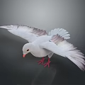 White Pigeon With Spreading Wings In Flight Posture And Red Beak And Red Feet