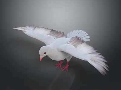 White Pigeon With Spreading Wings In Flight Posture And Red Beak And Red Feet 3d model